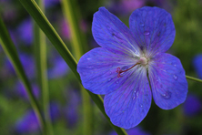 geranium 'Johnson's Blue' au Jardin de la Salamandre en Dordogne
