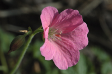 Geranium x oxonianum 'Wargrave Pink' au Jardin de la Salamandre en Dordogne