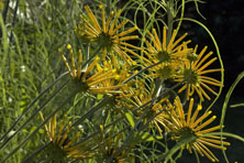 Rudbeckia subtomentosa 'Henry Eilers' au Jardin de la Salamandre en Dordogne